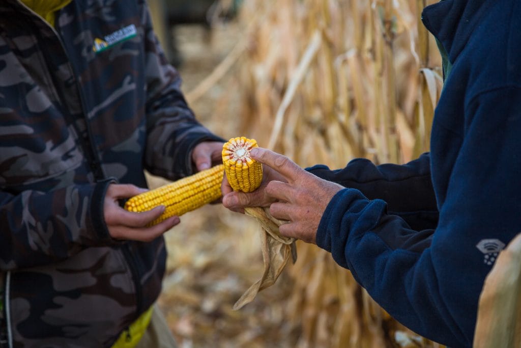 Choosing corn hybrids each year