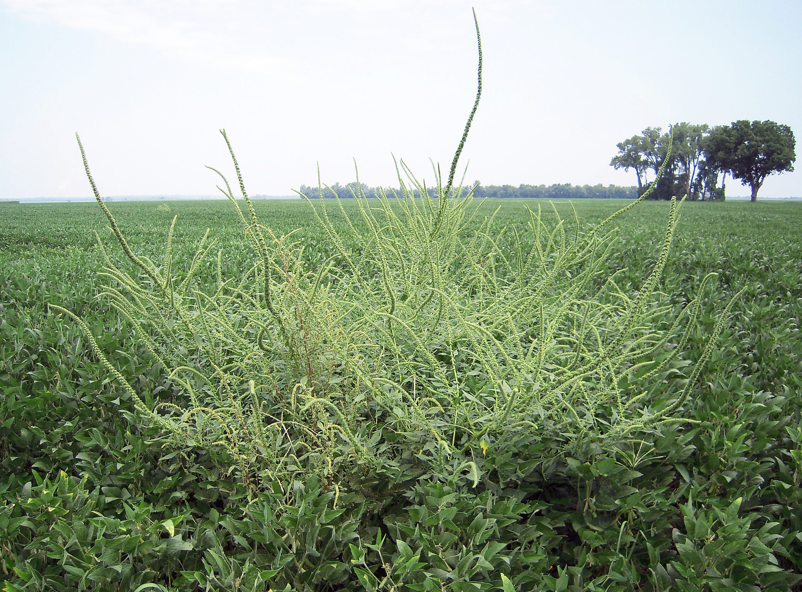Palmer Amaranth is a problematic annual broadleaf weed that looks very similar to Waterhemp and Redroot Pigweed.