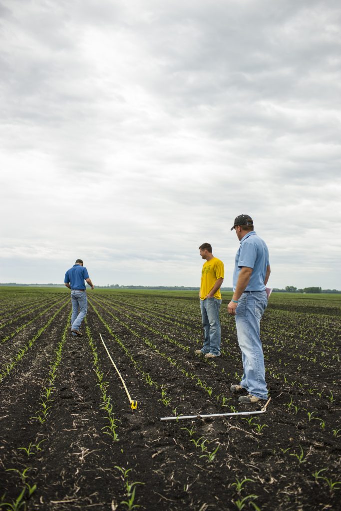 Evaluating Corn Population