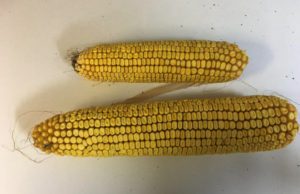 Uniform Stand Establishment is key factor in corn yield