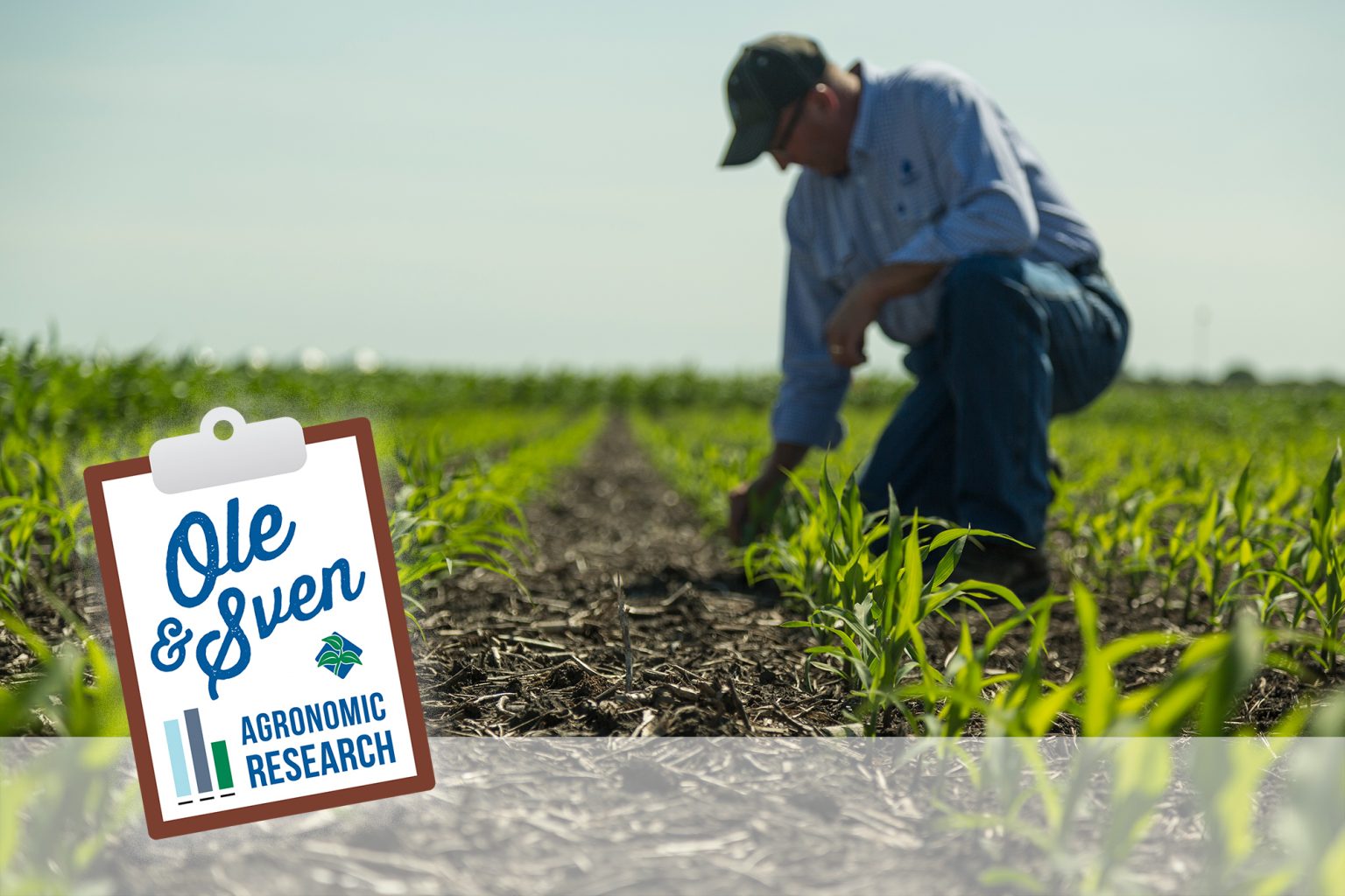 The Best Time for Planting Corn. It�s More Than Just the