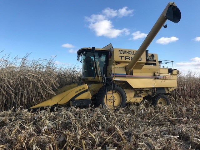 research corn harvest replicated