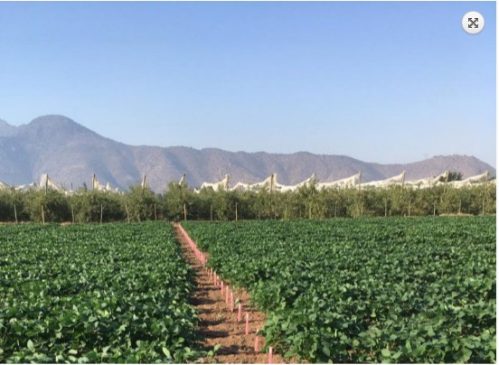 Soybean breeding in Brazil with the Andes Mountains in the background