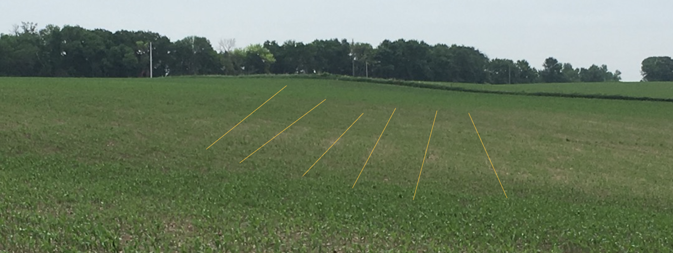 Cross row strips in a corn field due to seeding depth differences and tillage patterns