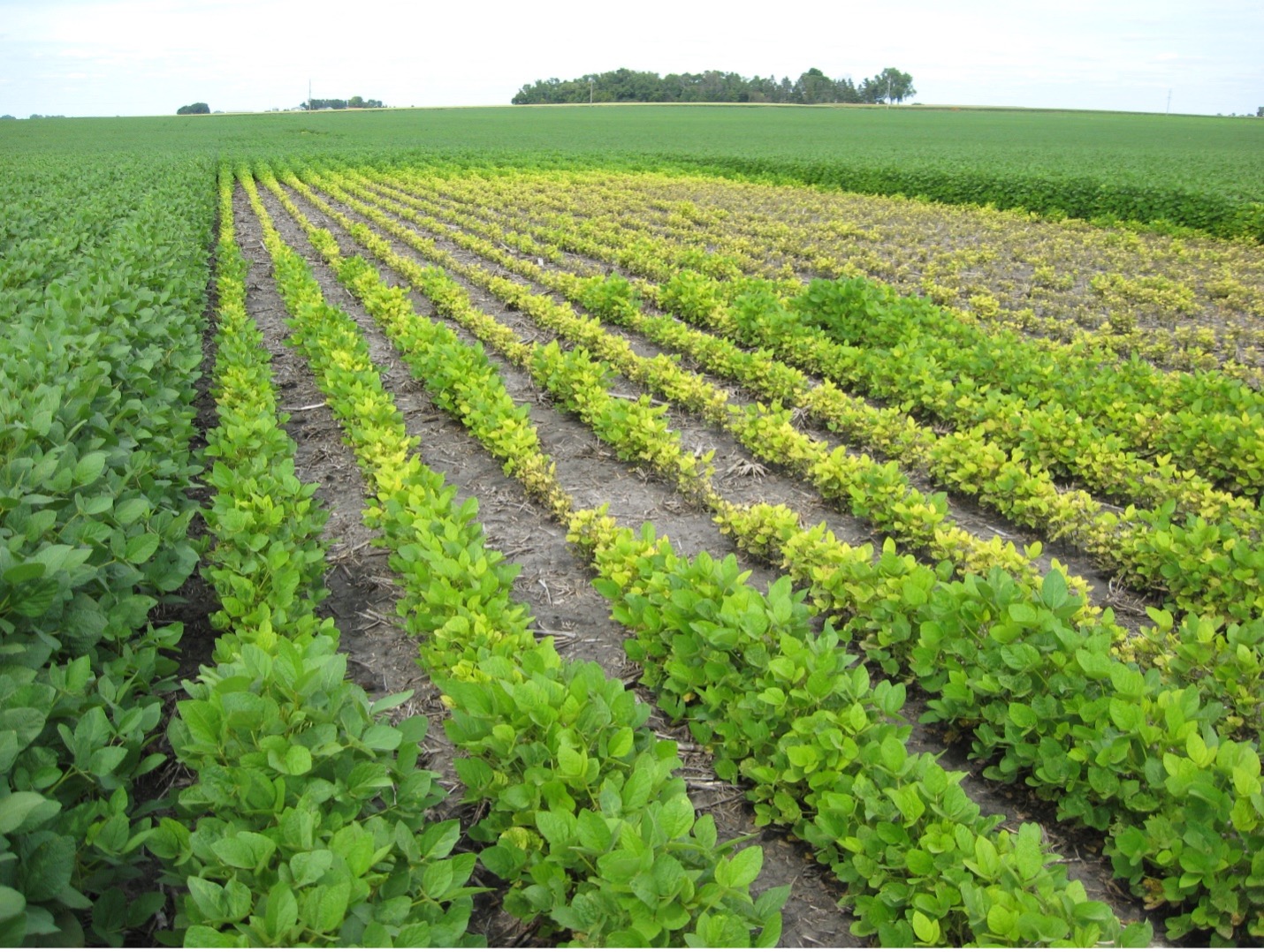 Field with iron chelate treated soybeans on border. Non-treated soybeans in center.