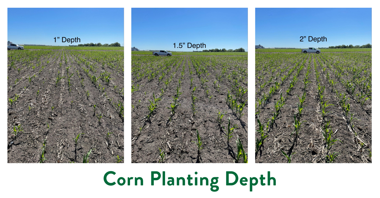 Different corn planting depth during drought and freeze