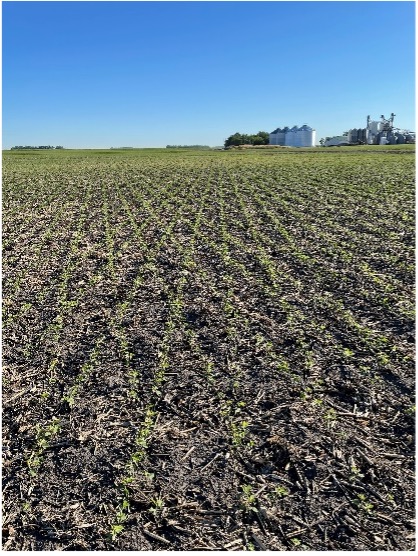 Planting trial in diamond shape for soybeans