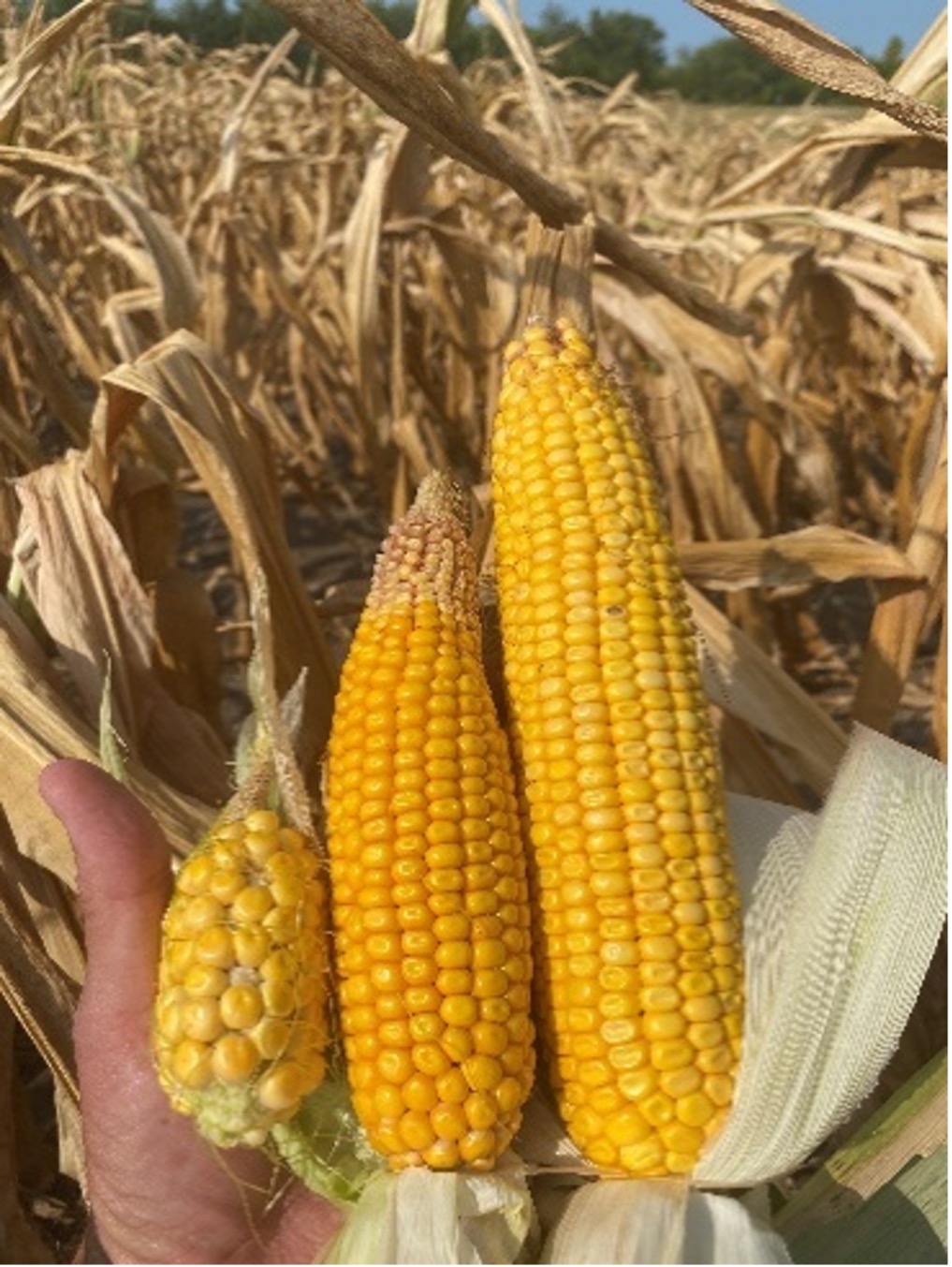 three corn cobs of different sizes