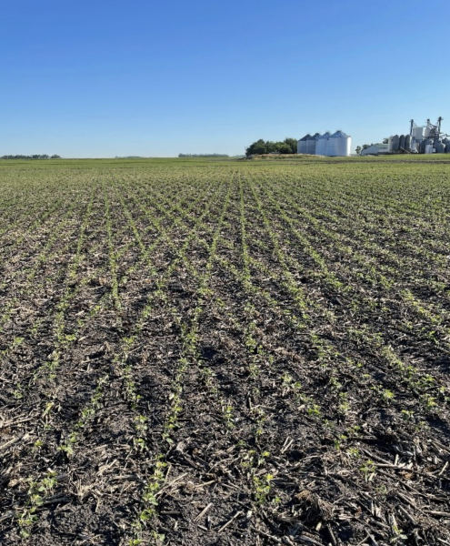 diamond row soybeans