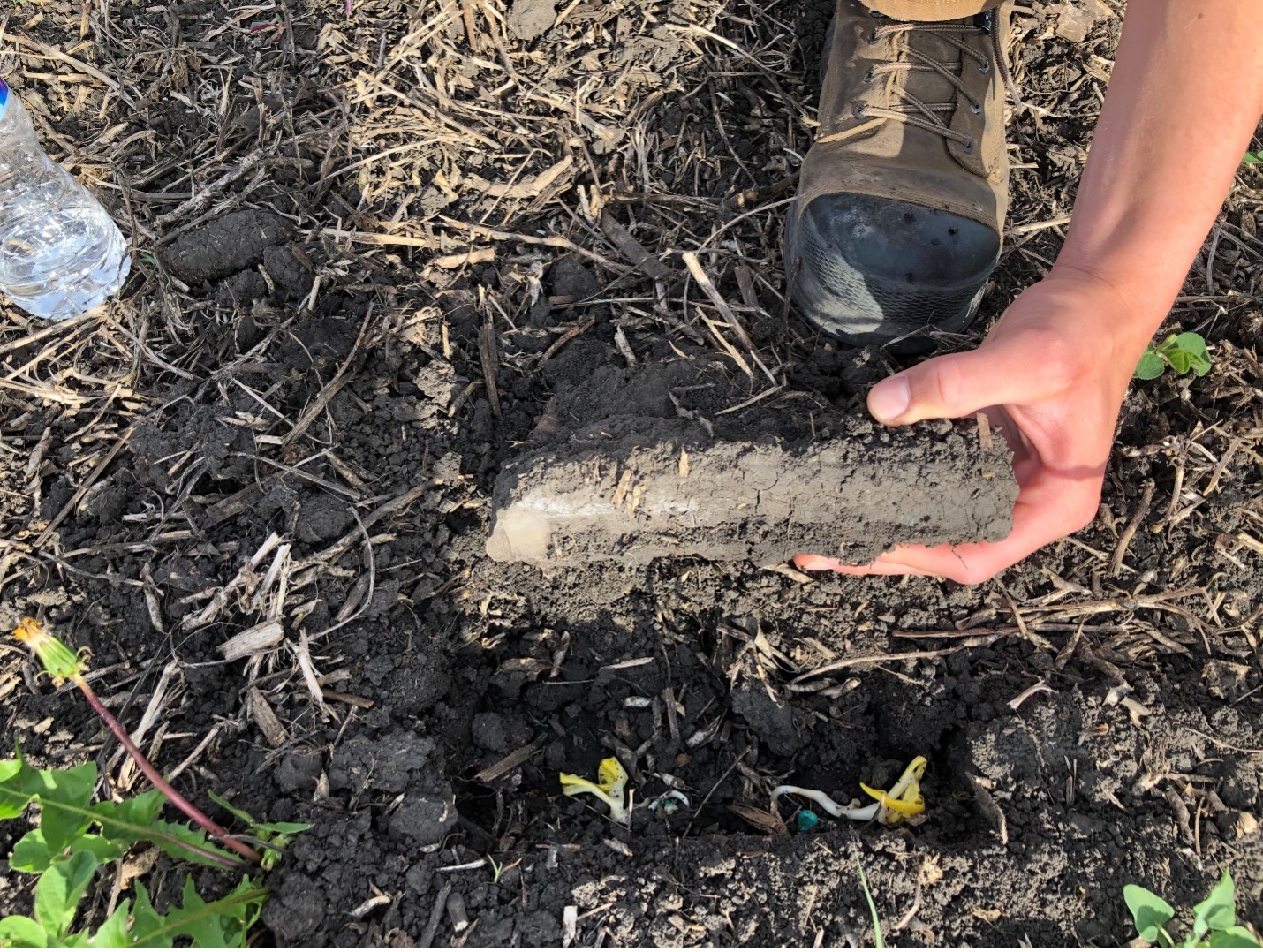 wet planting creates compact soil clumps