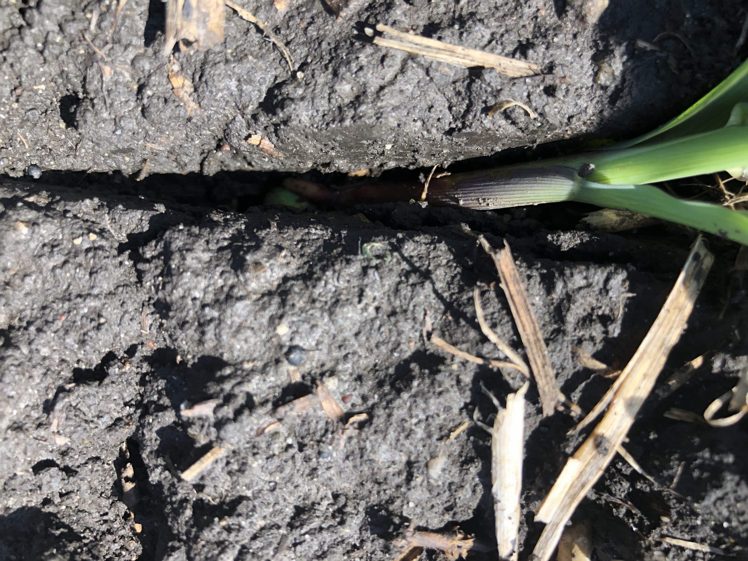 sidewall compaction in corn